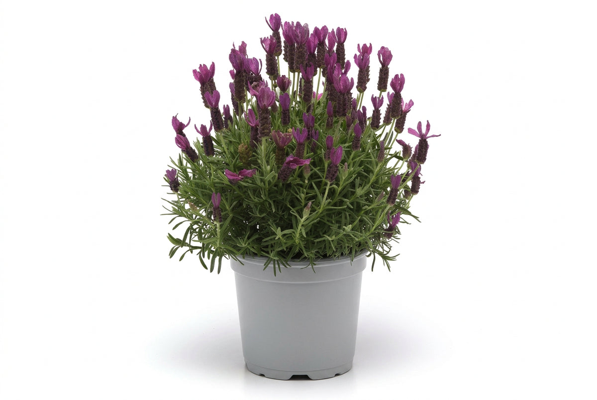 Lavender Primavera