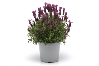 Lavender Primavera