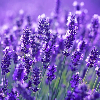 Lavender Goodwin's Creek