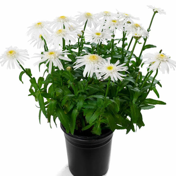 Chrysanthemum "Angel Daisy"