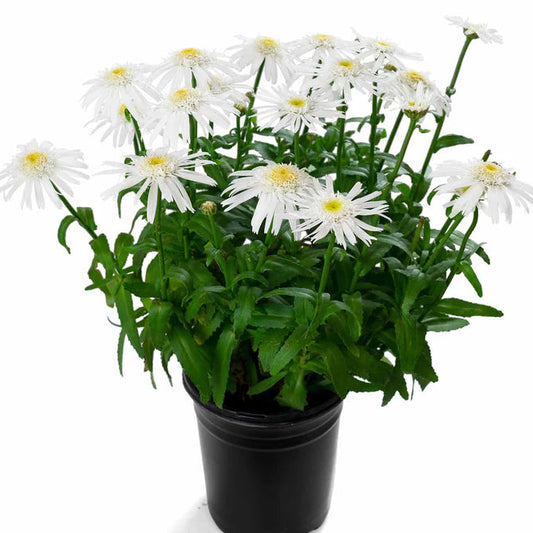 Chrysanthemum "Angel Daisy"