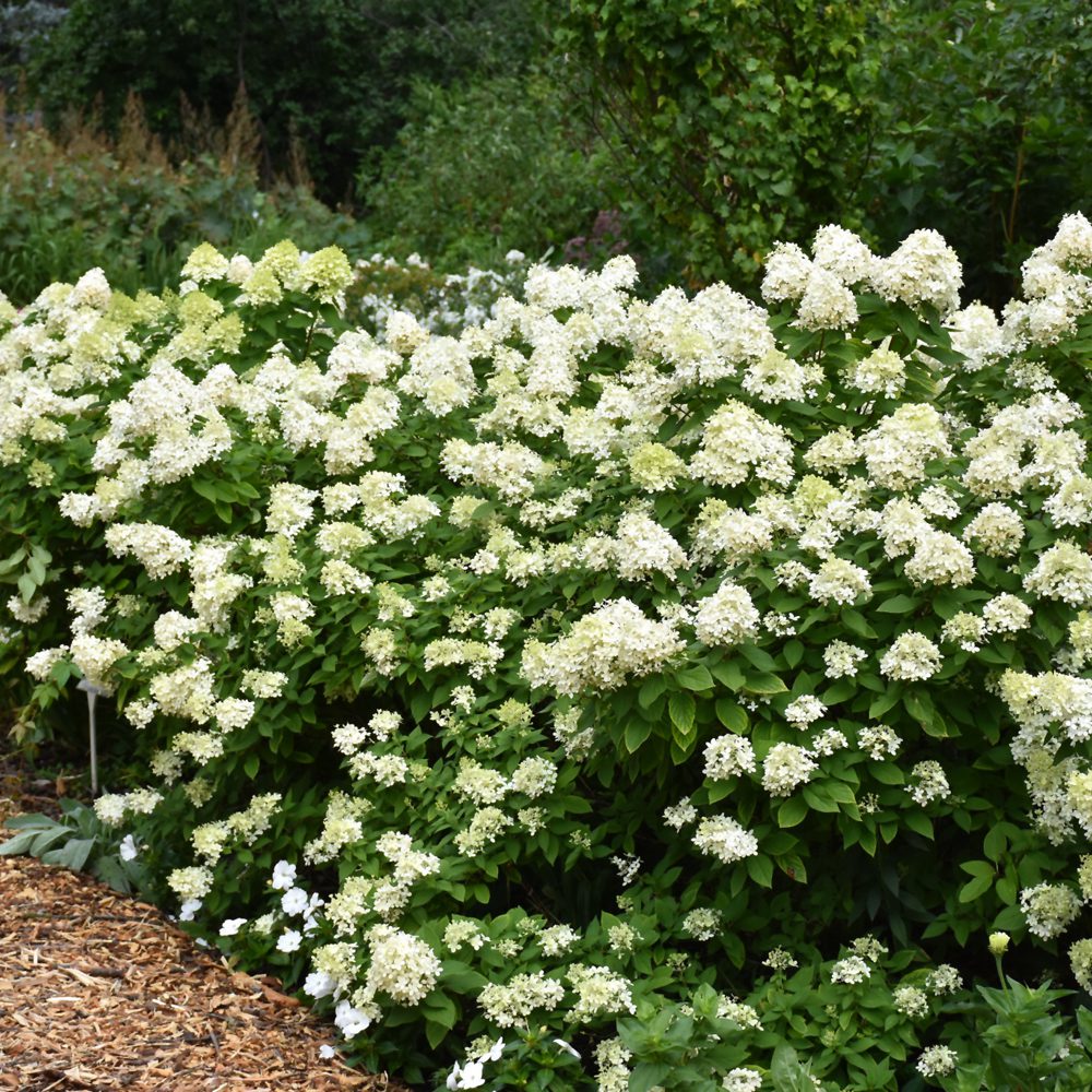 Hydrangea 'Lime Light'