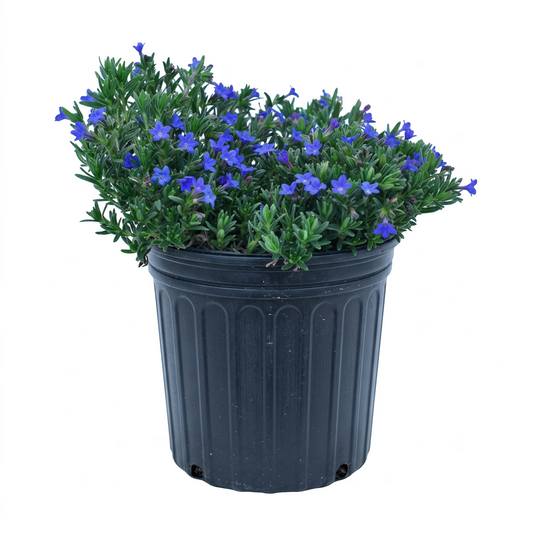 A potted plant of blue flowers with green foliage in a black plastic nursery pot, isolated on a white background.