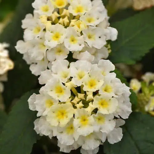Lantana "Little Lucky White"