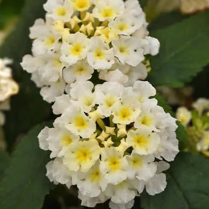 Lantana "Little Lucky White"