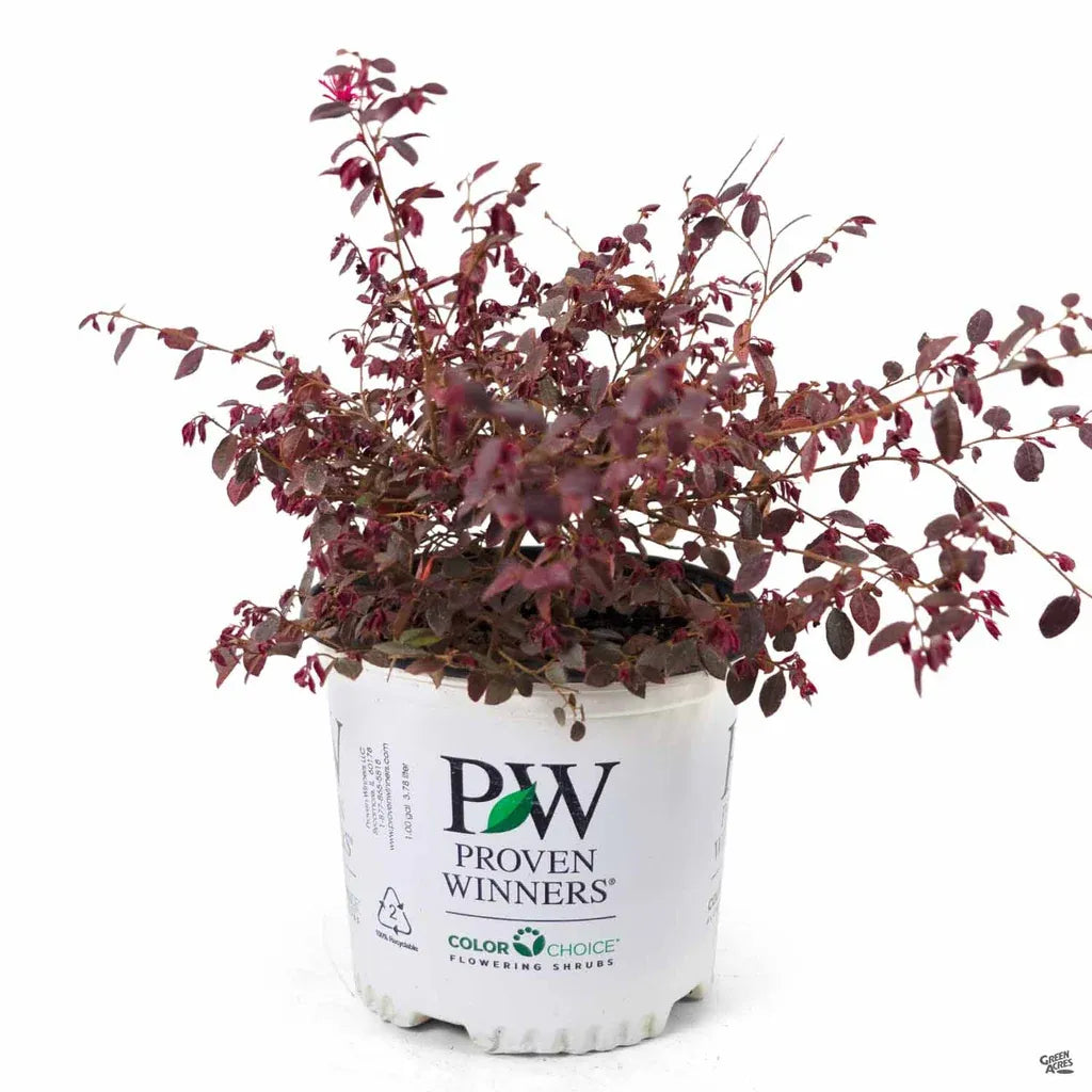 Chinese Fringe Flower Jazz Hands Mini