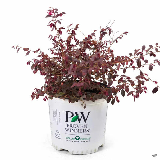 Chinese Fringe Flower Jazz Hands Mini