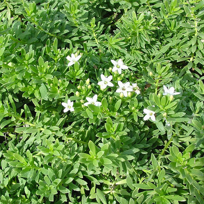 Myoporum 'Davis White'