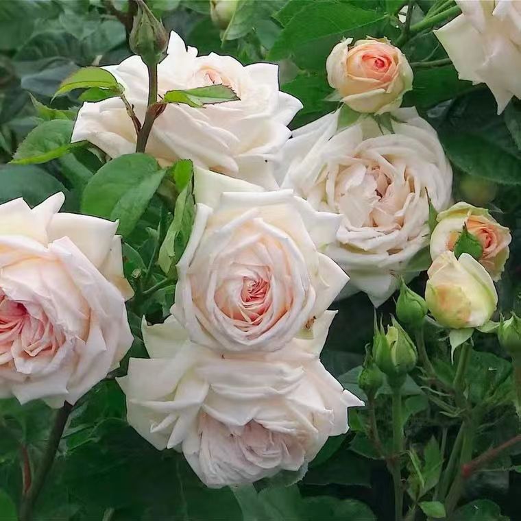 Parfuma® Madame Anisette™