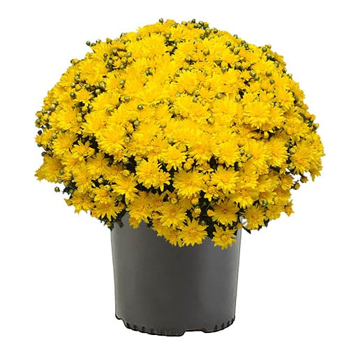 Mum Homerun Yellow Improved