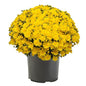 Mum Homerun Yellow Improved