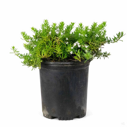 Myoporum 'White'