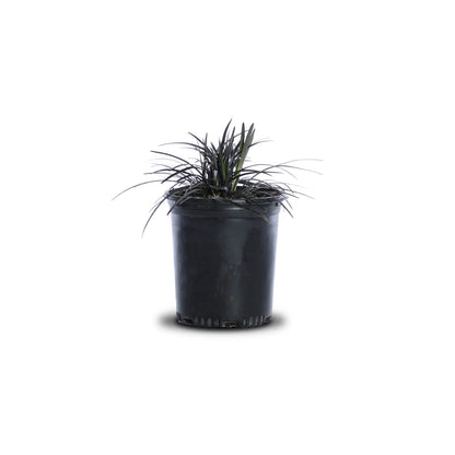 Black Mondo Grass