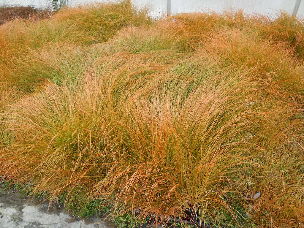 Carex "Testacea"