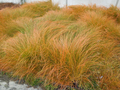 Carex "Testacea"