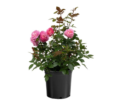 Rosa Orchid Romance