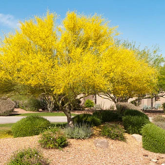 Cercidium Desert Museum