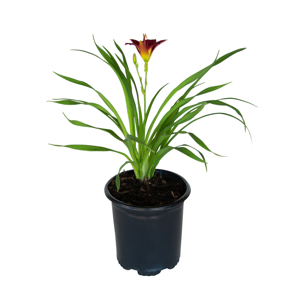 Daylilly "Pardon Me"