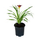 Daylilly "Pardon Me"
