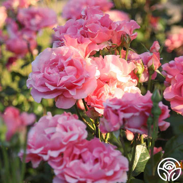 Paris de Yves St. Laurent™