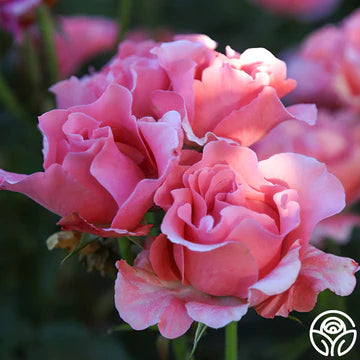 Paris de Yves St. Laurent™