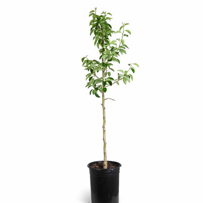 Pear 'Warren'