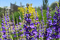 Penstemon Strictus