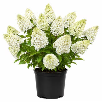 Hydrangea 'Phantom'