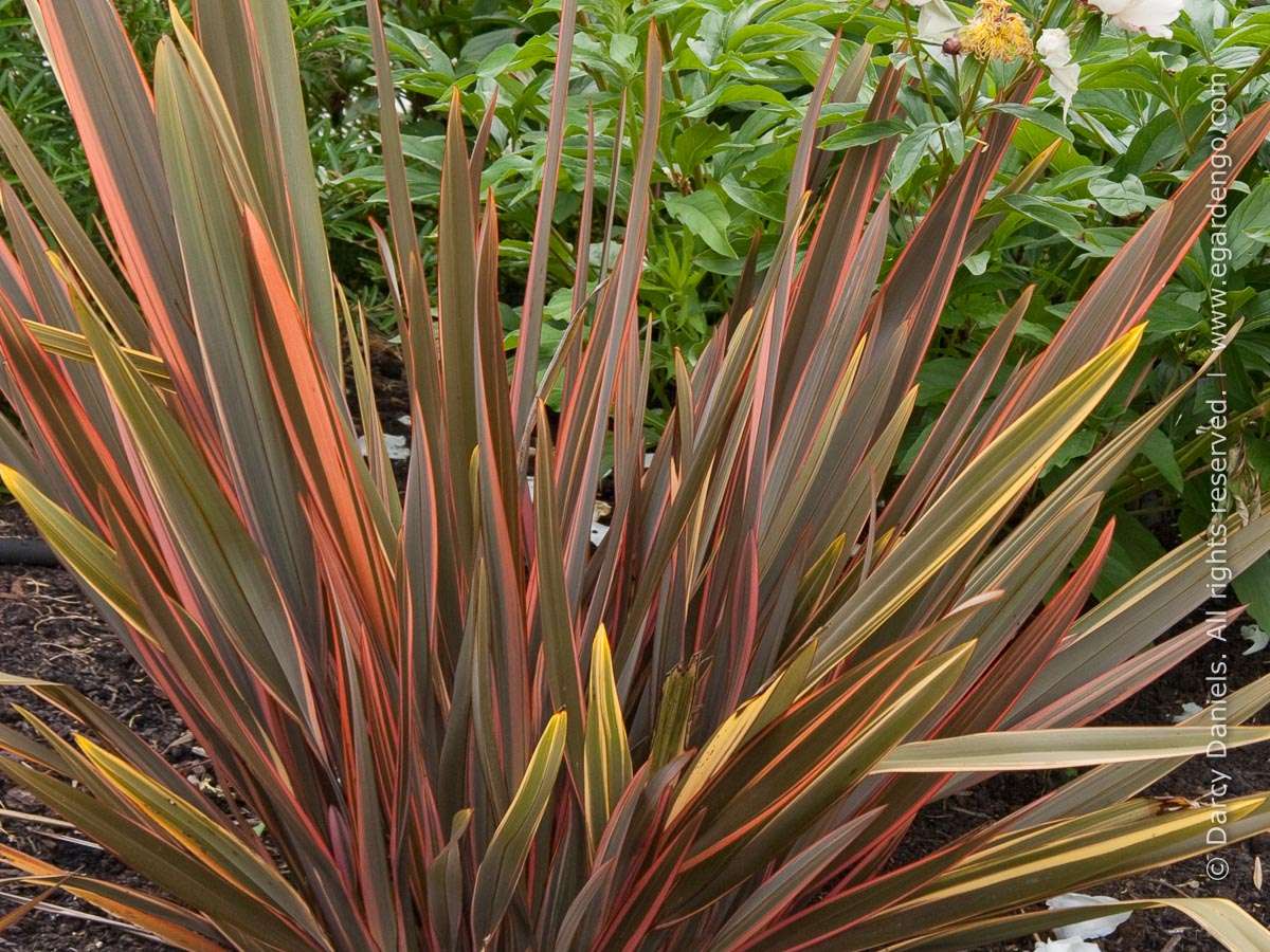 Phormium "Sundowner"