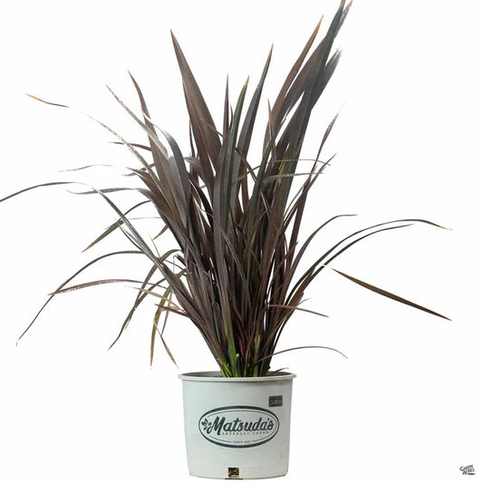 Phormium "Dark Delight"