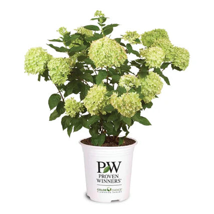 Hydrangea 'Lime Light'
