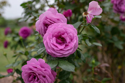 Sunbelt® Plum Perfect