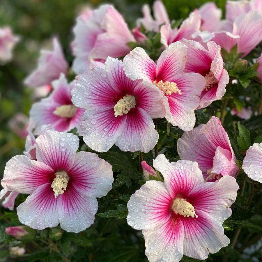 Hibiscus paraplu "Pink"