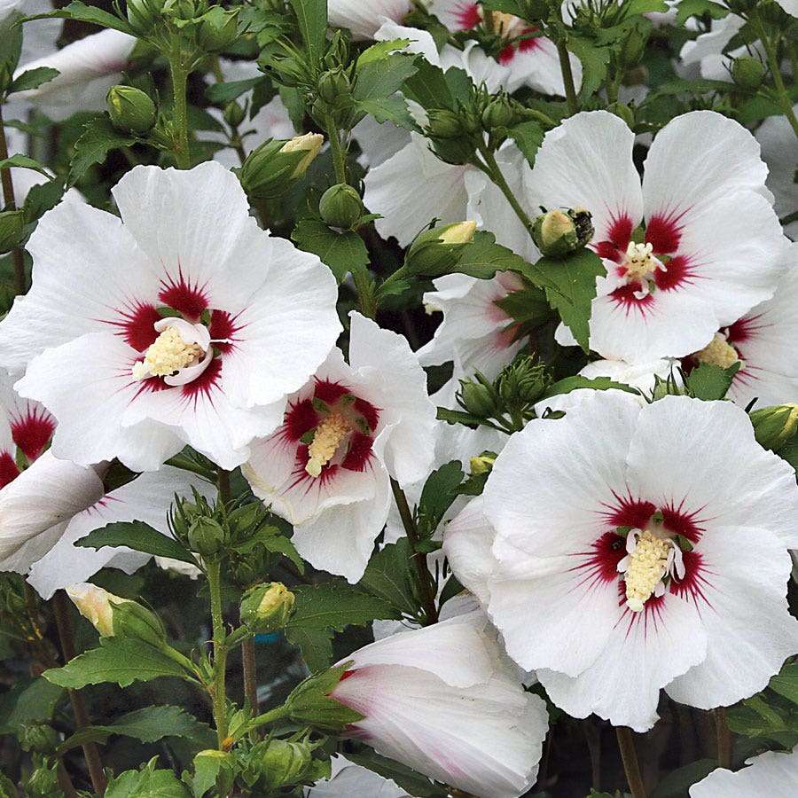 Hibiscus syriacus ‘Red Heart’