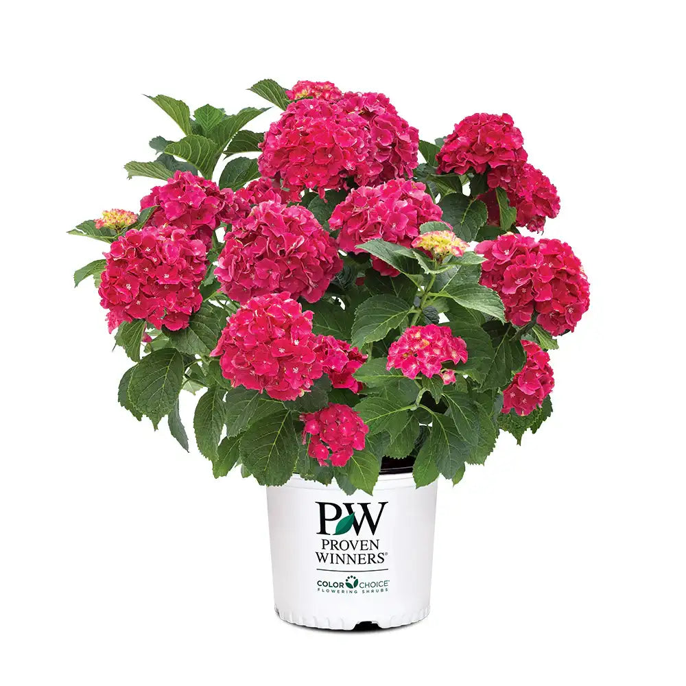 Hydrangea "Wee Bit Grumpy"