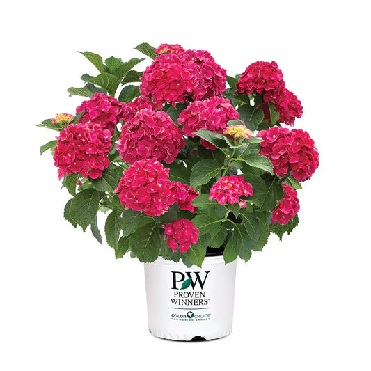 Hydrangea "Wee Bit Grumpy"