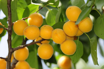 Apricot 'Royal Blenheim'