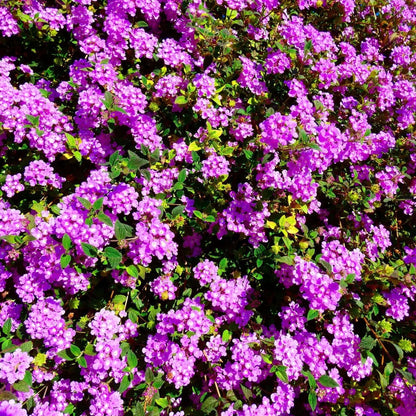 Lantana M. Purple