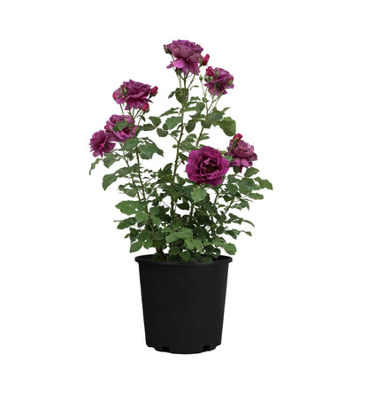 Rosa Purple Aura