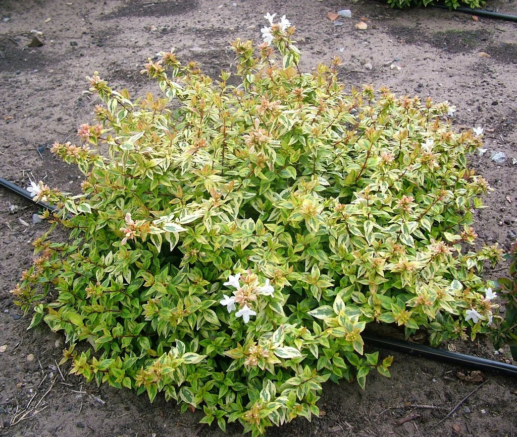 Abelia 'Kaleidoscope'
