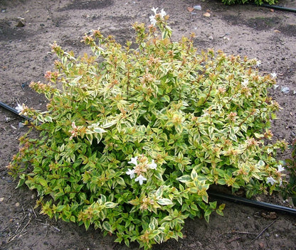 Abelia 'Kaleidoscope'