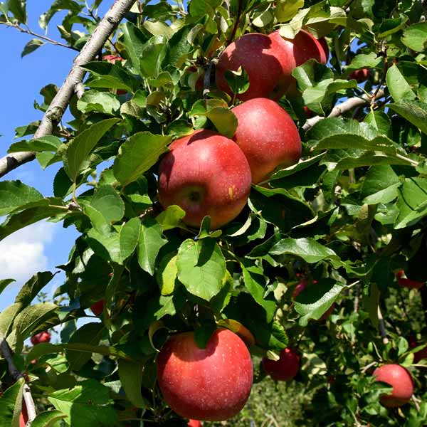 Apple 'Gravenstein'