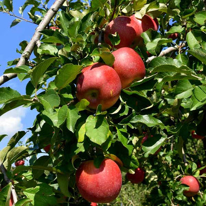 Apple 'Gravenstein'