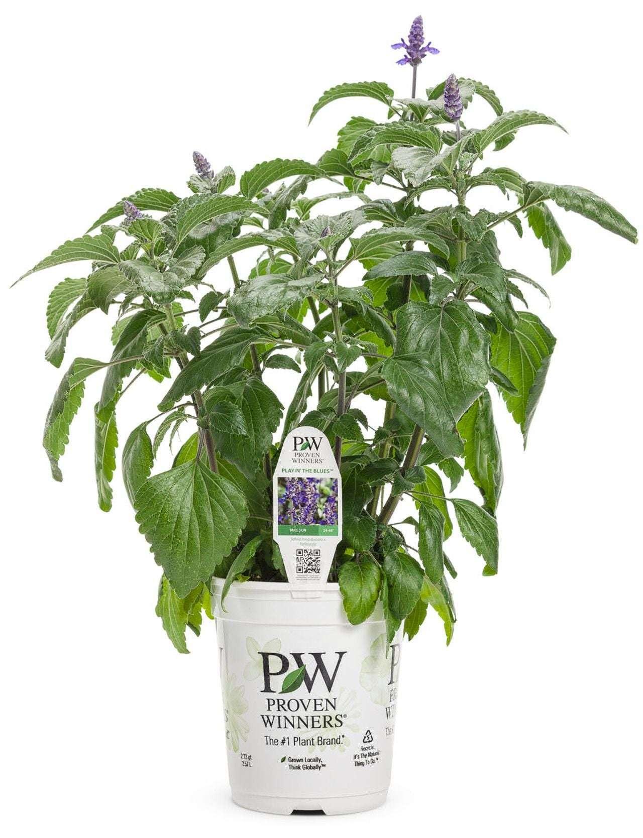 Salvia Rockin' Playin the Blues