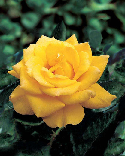 Rosa "Henry Fonda"
