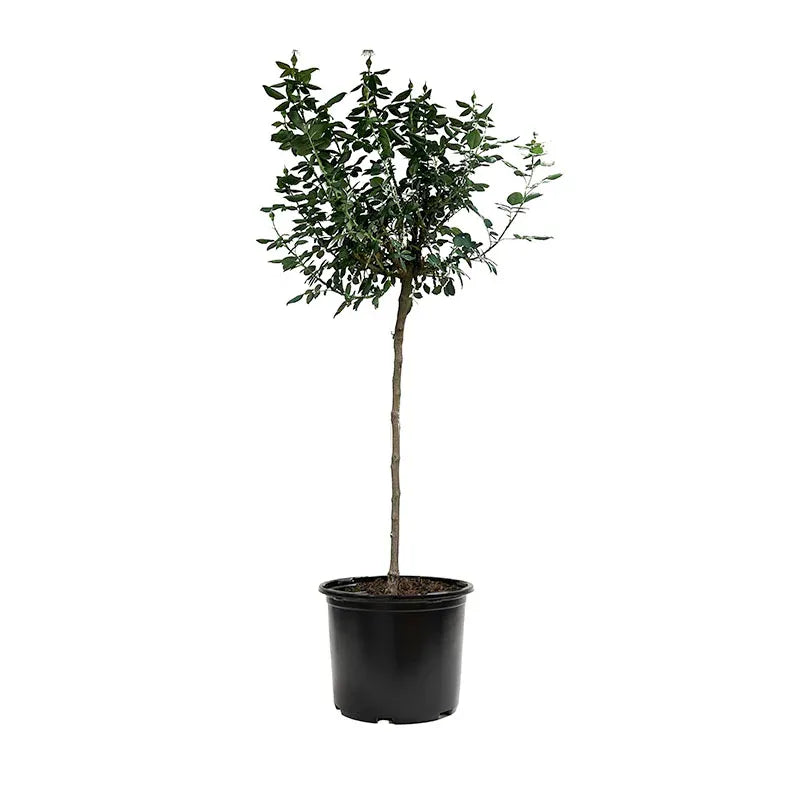 Rosa "Mr Lincoln" Tree