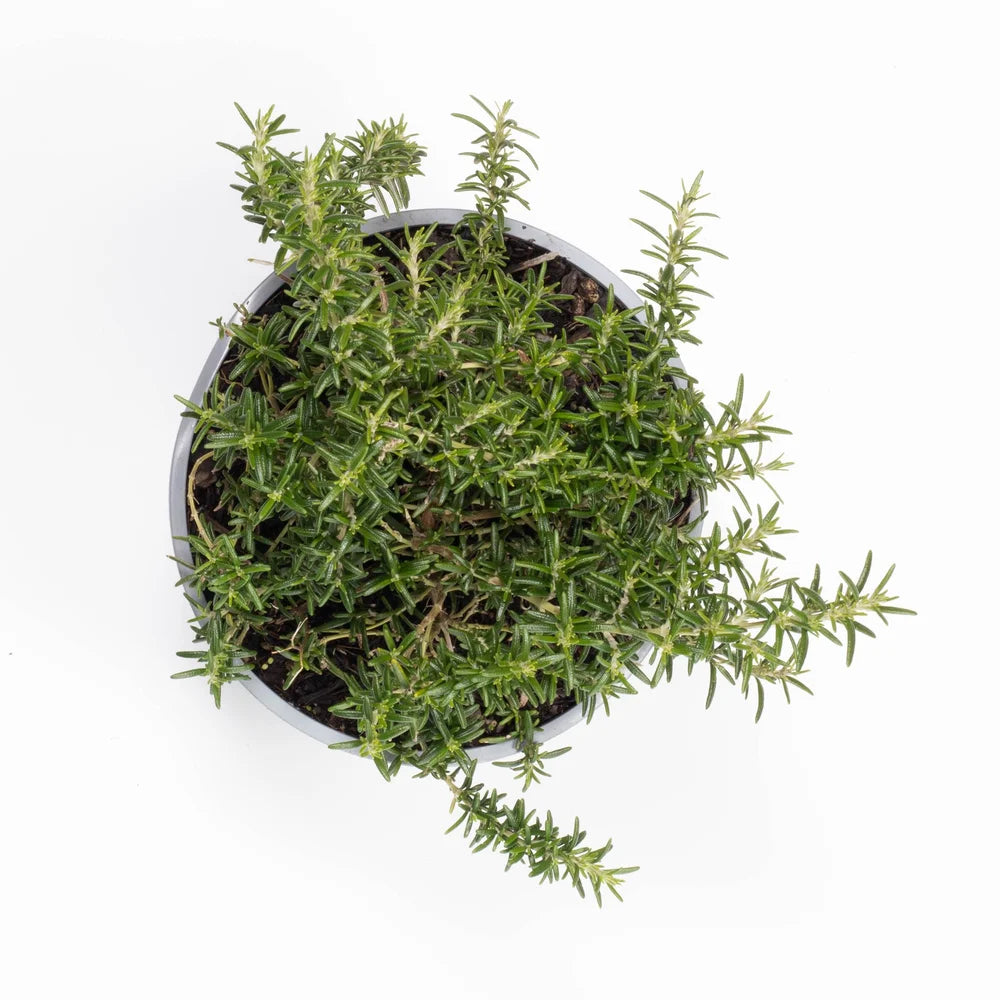 Rosmarinus "Lockwood de Forest"