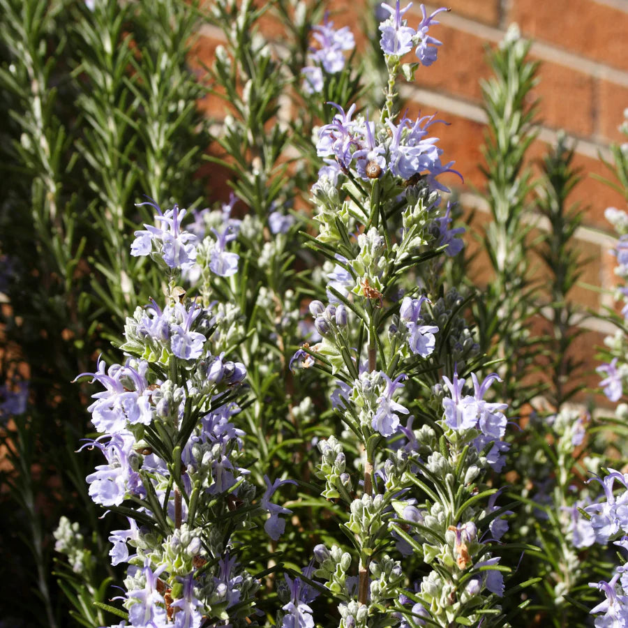 Rosmarinus 'Barbeque'