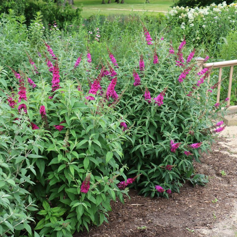 Blue Razz Buddleia Buddleja