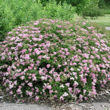 Spirea Summer Song